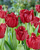 Tulipa 'Versaci'