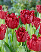 Tulipa Versaci