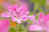 Pelargonium