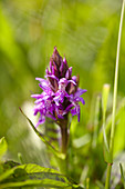 Dactylorhiza majalis subsp. praetermissa