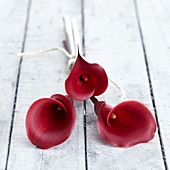 Zantedeschia Red Charm