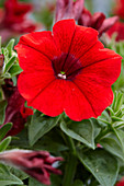 Petunia 'Viva® Bright Red'