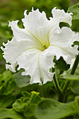 Petunia Grandiflora Aphrodite White