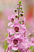 Angelonia angustifolia 'Serena Pink'
