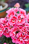 Pelargonium Toscana® Claudio