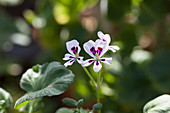 Pelargonium echinatum