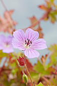 Geranium Rainbow