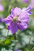 Geranium Sirak