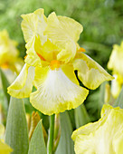 Iris germanica 'Landshine Path'