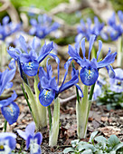 Iris histrioides 'Lady Beatrix Stanley'