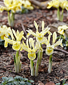 Iris reticulata 'Katharines Gold'