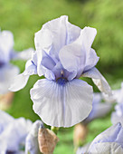 Iris germanica 'Blackbeard'