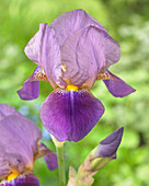 Iris germanica 'Blue Moon'