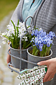 Spring flowers on pot