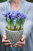 Iris reticulata im Topf