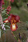 Iris germanica 'Kent Pride'