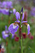 Iris sibirica