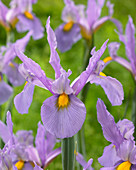 Iris hollandica 'Pink Panther'