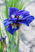 Iris sibirica Kabluey