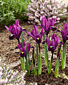 Iris reticulata 'Purple Hill ®'