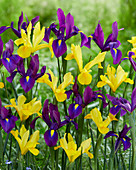 Iris hollandica 'Purple Sensation' 'Golden Harvest'