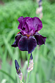 Iris germanica 'Sable Night'