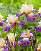 Iris germanica 'Fruitsation'