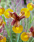 Iris 'Lion King'