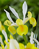 Iris hollandica 'Montecito'