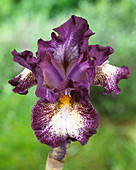 Iris germanica Prince of Burgundy