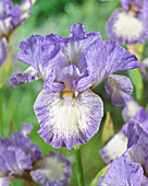 Iris germanica 'Frothingslosh'