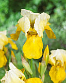Iris pumila 'Lady of Nepal'