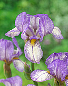 Iris germanica 'Petit Monet'