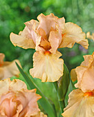 Iris germanica 'Tchin Tchin'