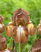 Iris germanica Merry Oakes
