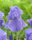 Iris germanica Eternal Bliss