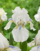 Iris germanica 'Hi'
