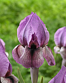 Iris Dardanus