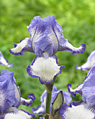 Iris germanica 'Chinkianq'