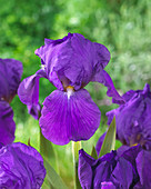 Iris germanica 'Perfume Counter'