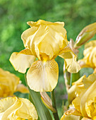 Iris germanica 'Dawn Of Fall'