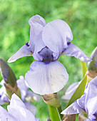 Iris germanica Black Beard