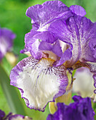 Iris germanica Dancers Veil