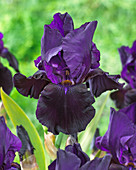 Iris germanica 'Black Market'