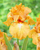 Iris germanica 'Robusto'