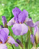 Iris germanica 'Late Lilac'