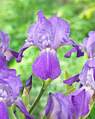 Iris germanica 'Gentius'