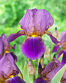 Iris germanica 'Symphonie'