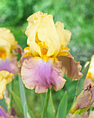 Iris germanica 'Vistar Chimes'
