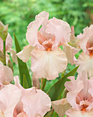 Iris germanica 'Ethralink Pink'